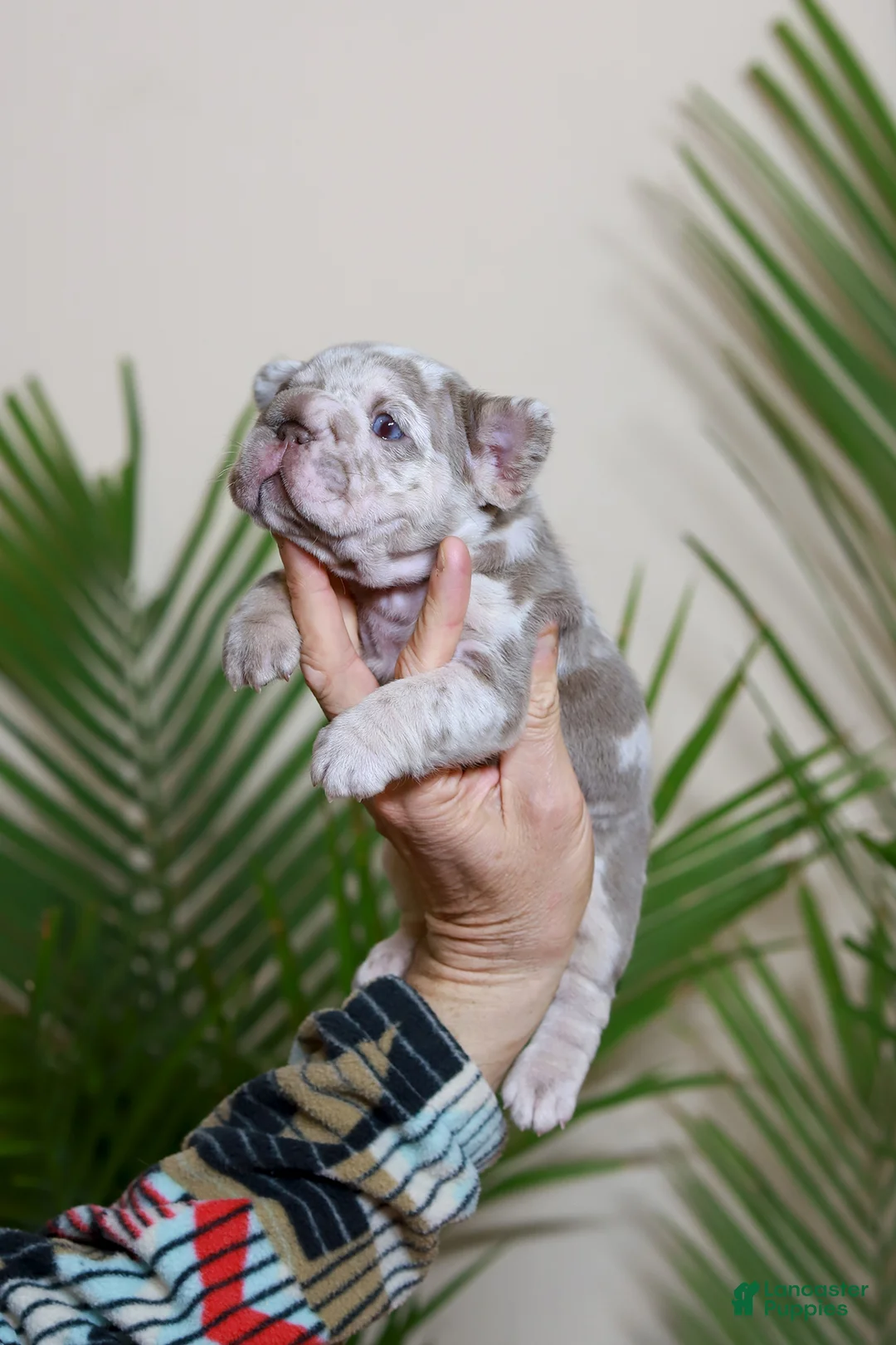 French Bulldog dogs for sale: REGINA - Ad 5