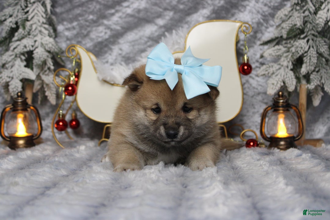 Shiba Inu dogs for sale: Brandy  - Ad 2