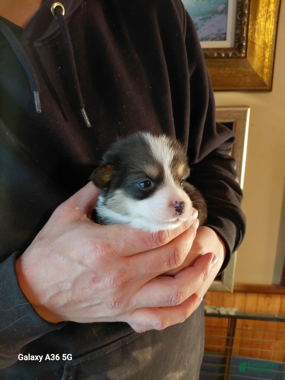 Welsh Corgi Pembroke dogs for sale: Peter Max - Ad 3