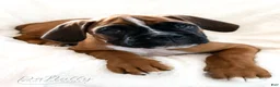 Boxer dogs for sale: Boxer Puppy 2 - Ad 3
