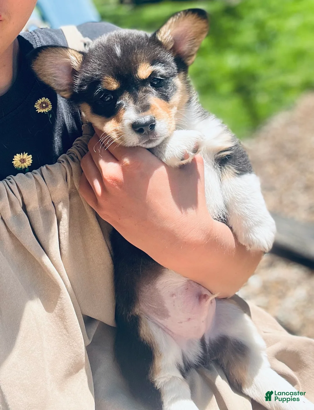Welsh Corgi Pembroke dogs for sale: Hank - Ad 2