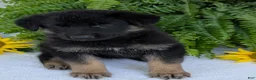 German Shepherd dogs for sale: Dani - Ad 5