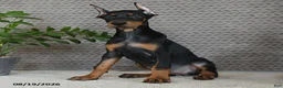 Doberman Pinscher dogs for sale: Willow - Ad 5