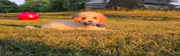 Cavapoo dogs for sale: Cardamom  - Ad 10
