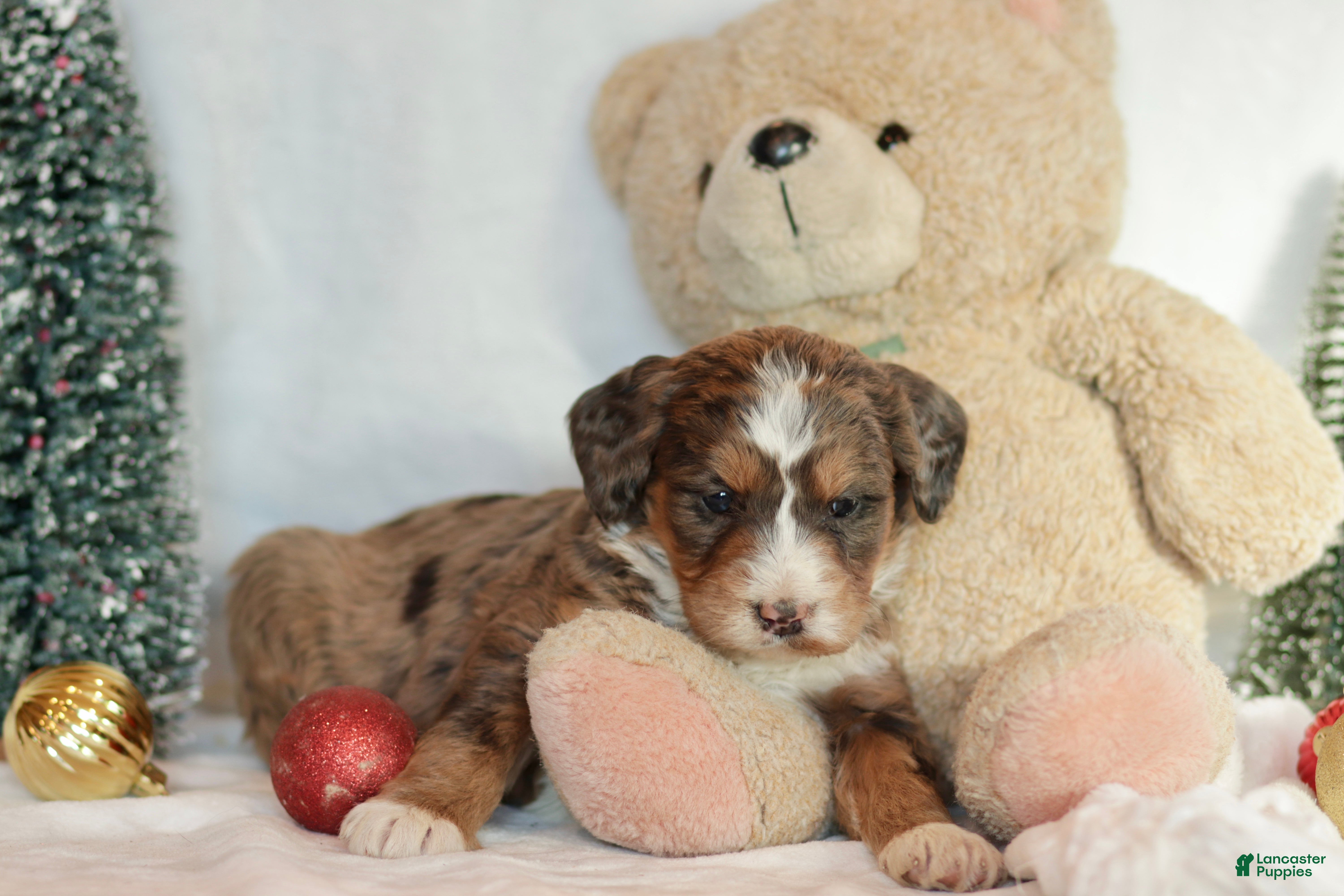 Bernedoodle dogs Noelle  - Ad 34