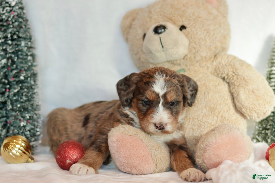 Bernedoodle dogs for sale: Noelle  - Ad 1