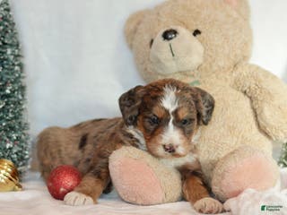 Bernedoodle dogs Noelle - Ad 5
