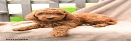 Cavapoo dogs for sale: Kamden - Ad 2