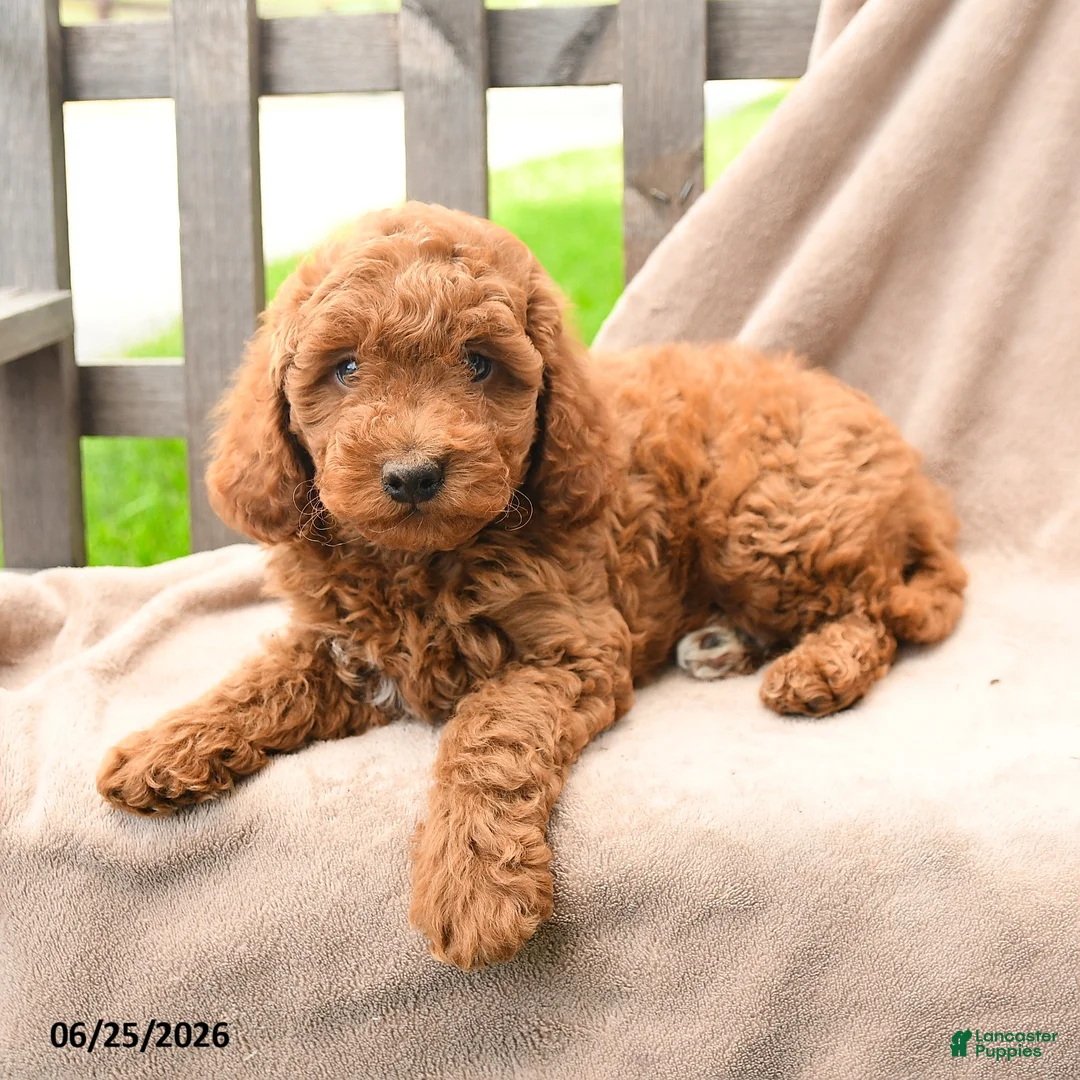 Cavapoo dogs for sale: Kamden - Ad 2