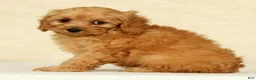 Cockapoo dogs for sale: Diesel - Ad 5