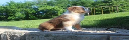 Australian Shepherd dogs for sale: Australian Shepherd Puppy 3 - Ad 1