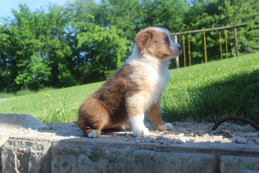 Australian Shepherd dogs for sale: Australian Shepherd Puppy 3 - Ad 1