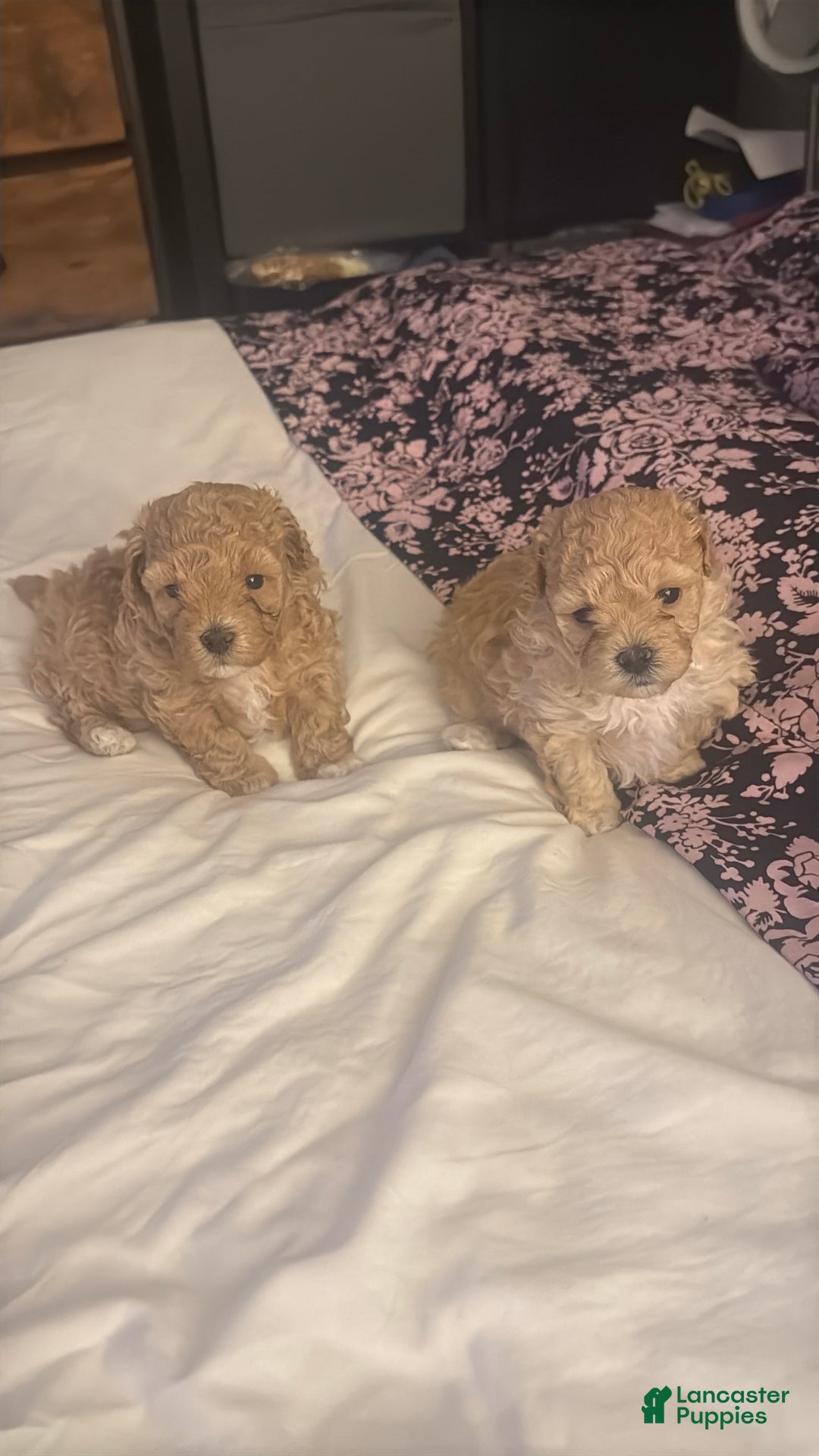 Maltipoo dogs for sale: Maltipoo Puppy 1 - Ad 9
