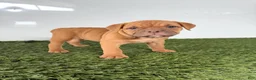 Olde English Bulldogge dogs for sale: Nancy - Ad 3