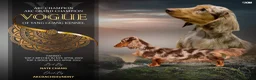 Miniature Dachshund dogs for sale: Champion Bred AKC import smooth - Ad 6