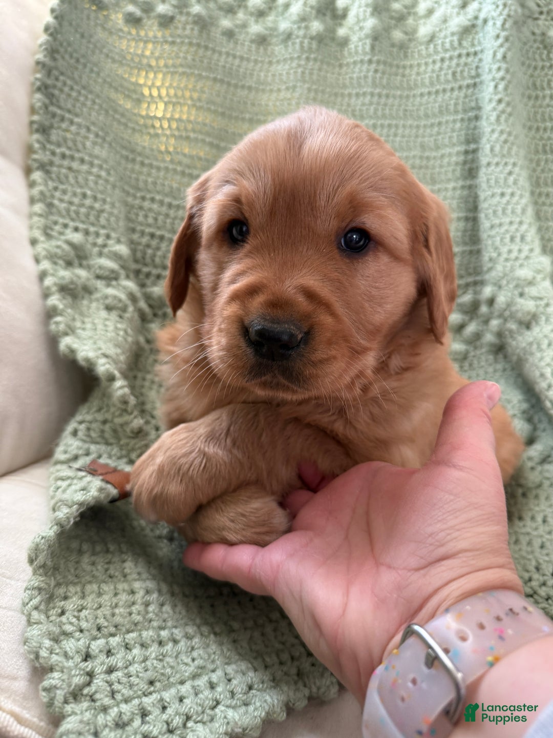 Golden Retriever dogs for sale: Sunny - Ad 2