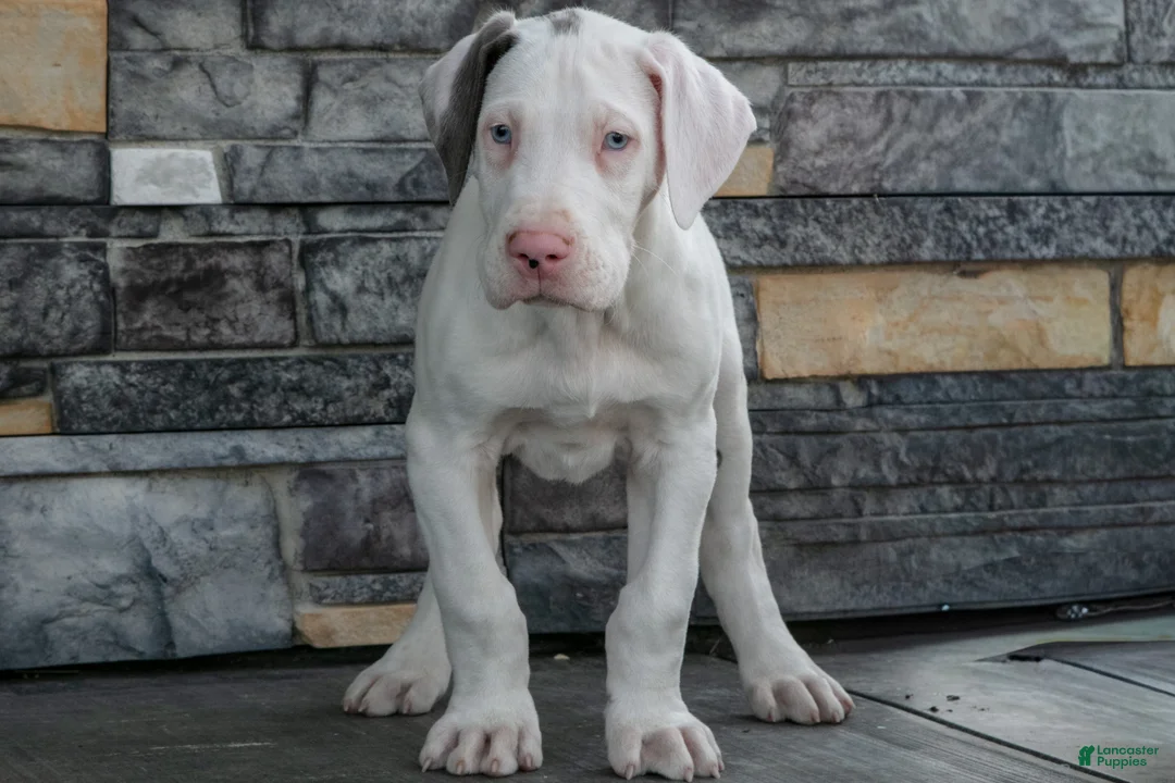 Great Dane dogs for sale: Dozer - Ad 3