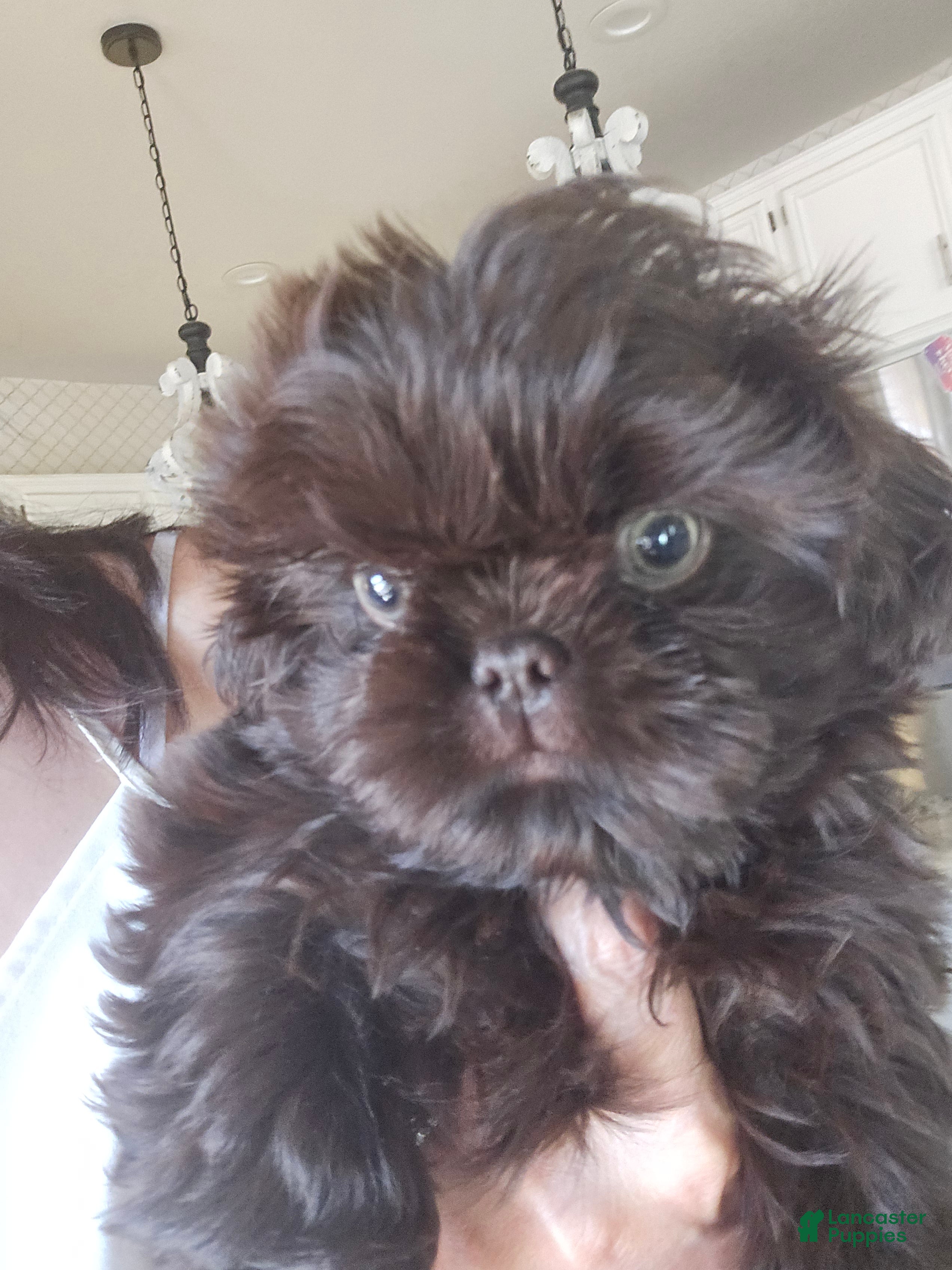 Shih Tzu dogs Shih Tzu Puppy 1 - Ad 2