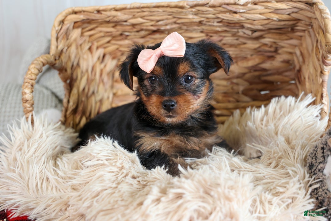 Yorkshire Terrier dogs for sale: COCO - Ad 10