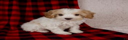 Cavapoo dogs for sale: Penny - Ad 1