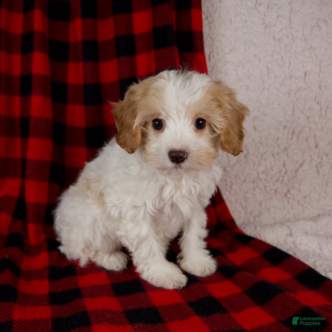 Cavapoo dogs for sale: Penny - Ad 1
