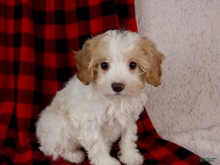 Cavapoo dogs Penny - Ad 1