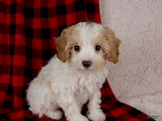 Cavapoo dogs Penny - Ad 4