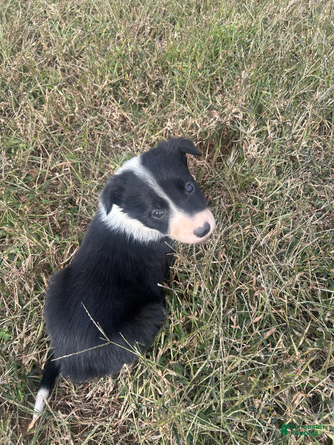 Border Collie dogs for sale: Border Collie Puppy 2 - Ad 4