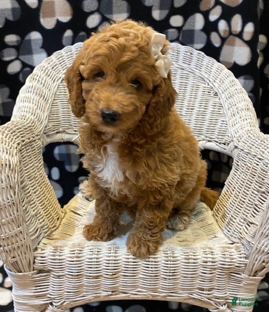 Mini Bernedoodle dogs Pixie - Ad 1