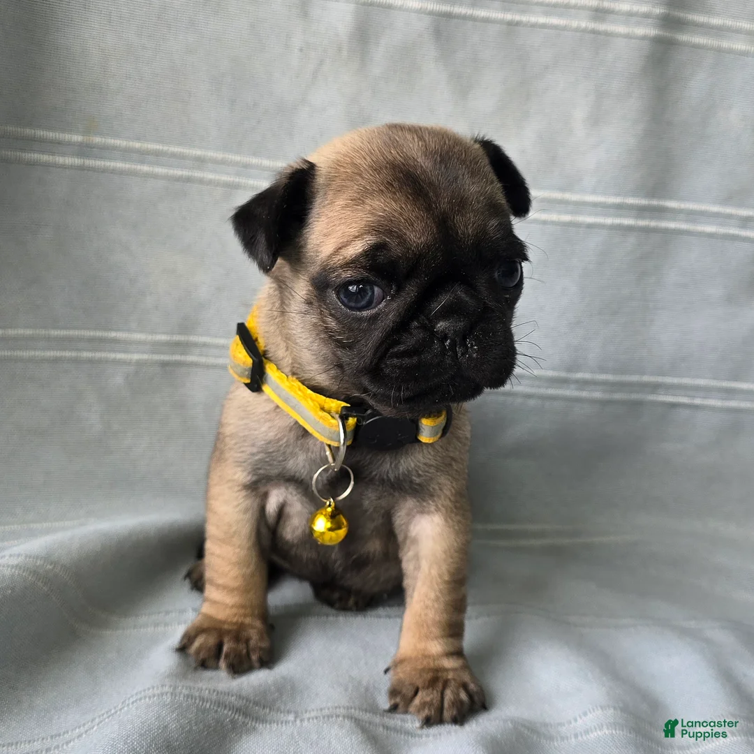Pug dogs for sale: Jeannie - Ad 9
