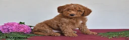 Mini Goldendoodle dogs for sale: Jefferson - Ad 3