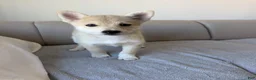 Pomsky dogs for sale: Biggy - Ad 1