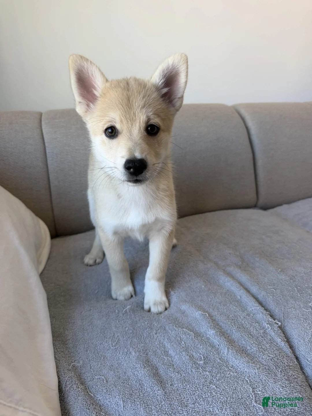 Pomsky dogs for sale: Biggy - Ad 1
