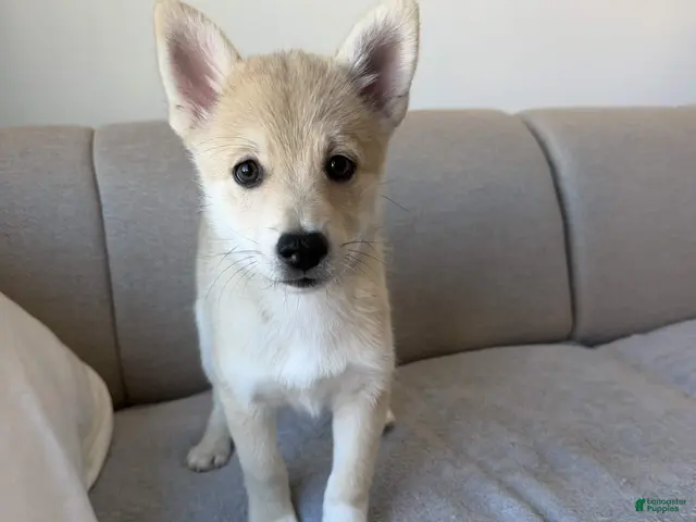 Pomsky dogs for sale: Biggy - Ad 1