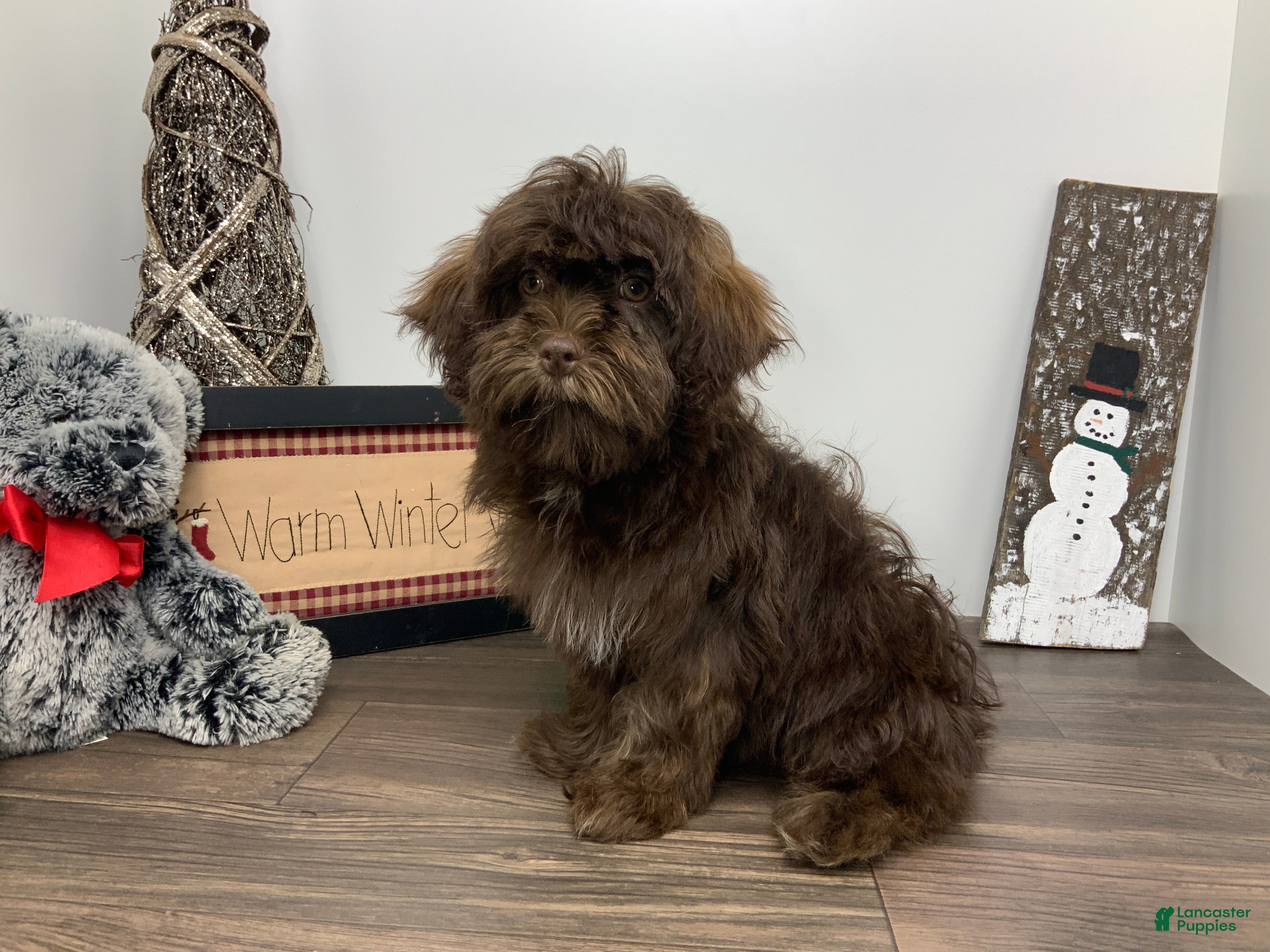 Shihpoo dogs for sale: Teddy - Ad 2