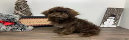 Shihpoo dogs for sale: Teddy - Ad 2
