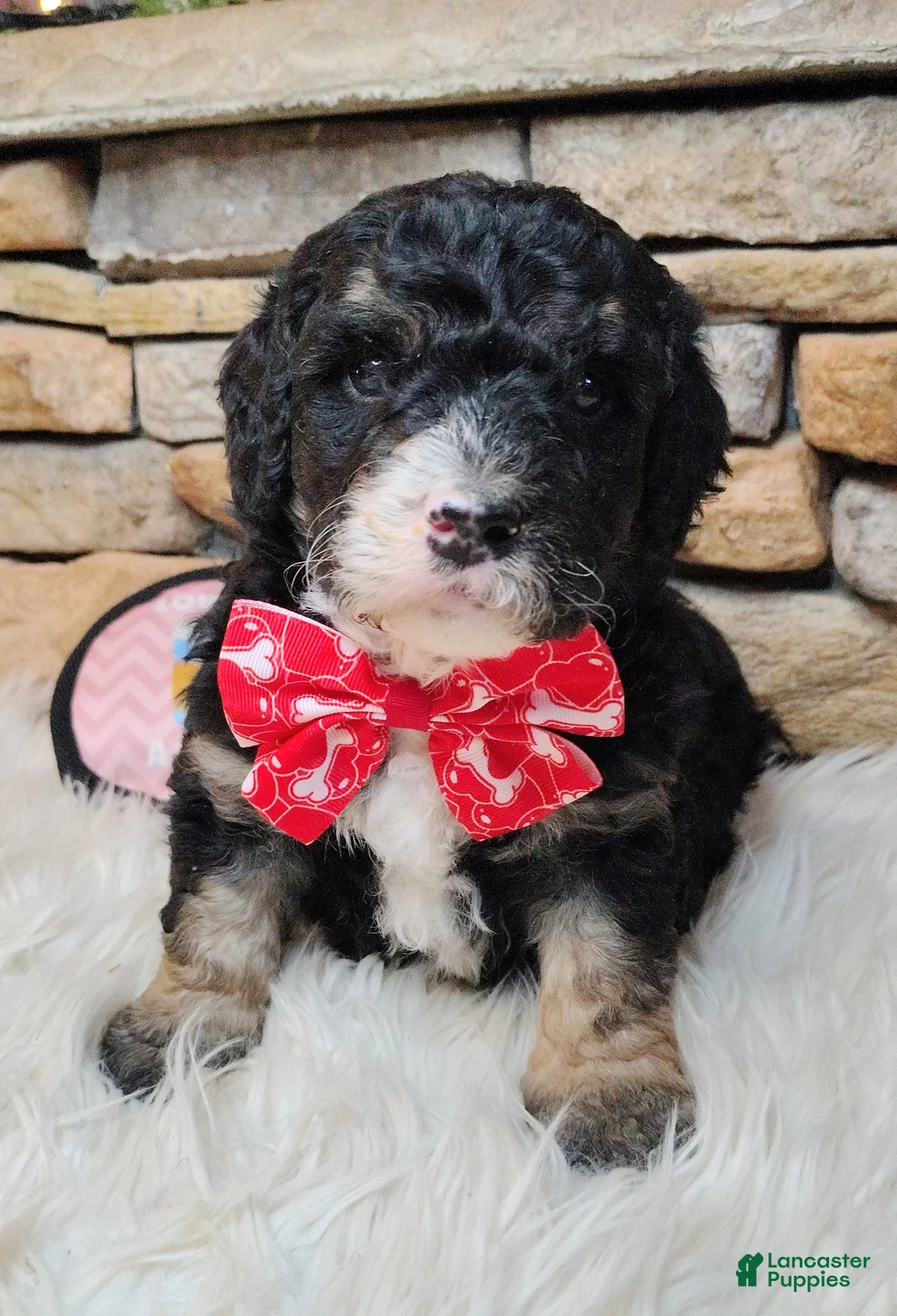 Saint Berdoodles dogs for sale: Frodo F1b Mini St Berdoodle  - Ad 2