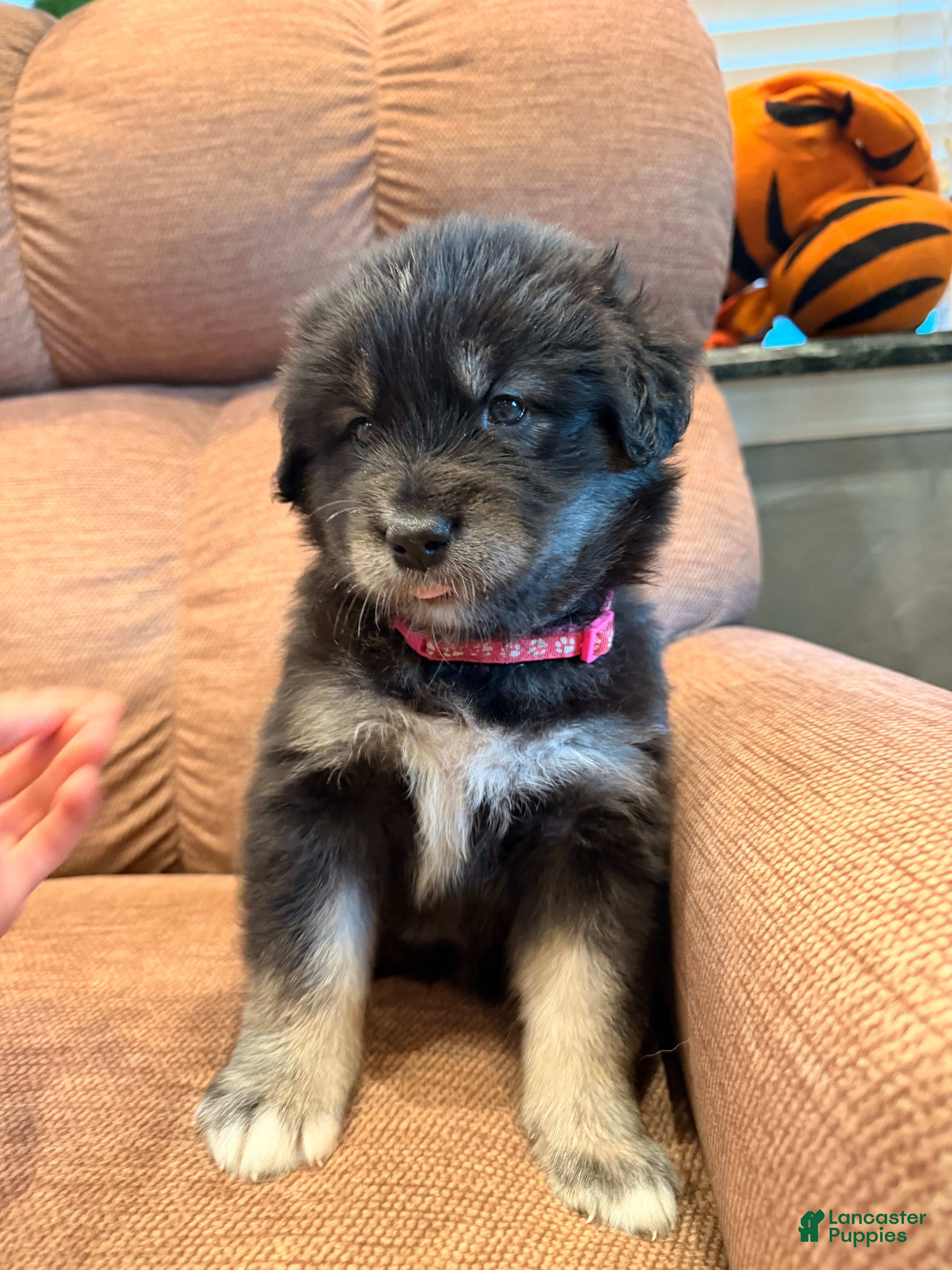Mixed Breed dogs  Puppy 1  - Ad 1