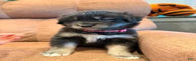  Puppy 1 