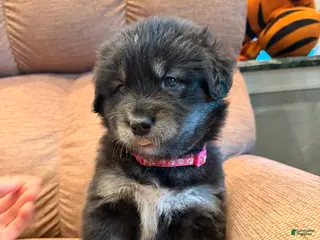 Mixed Breed dogs Puppy 1 - Ad 1