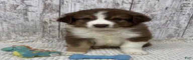 Australian Shepherd 2