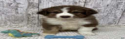 Australian Shepherd dogs for sale: Australian Shepherd 2 - Ad 1