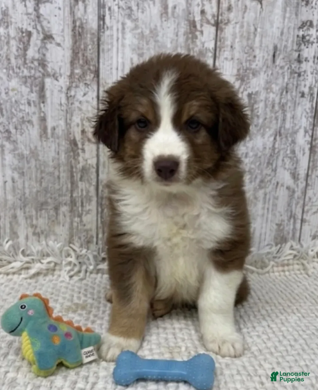 Australian Shepherd dogs for sale: Australian Shepherd 2 - Ad 1