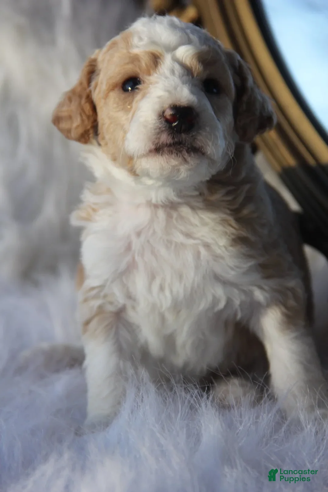 Mini Bernedoodle dogs for sale: Maximus - Ad 6