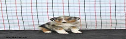Australian Shepherd dogs for sale: Percy - Ad 3