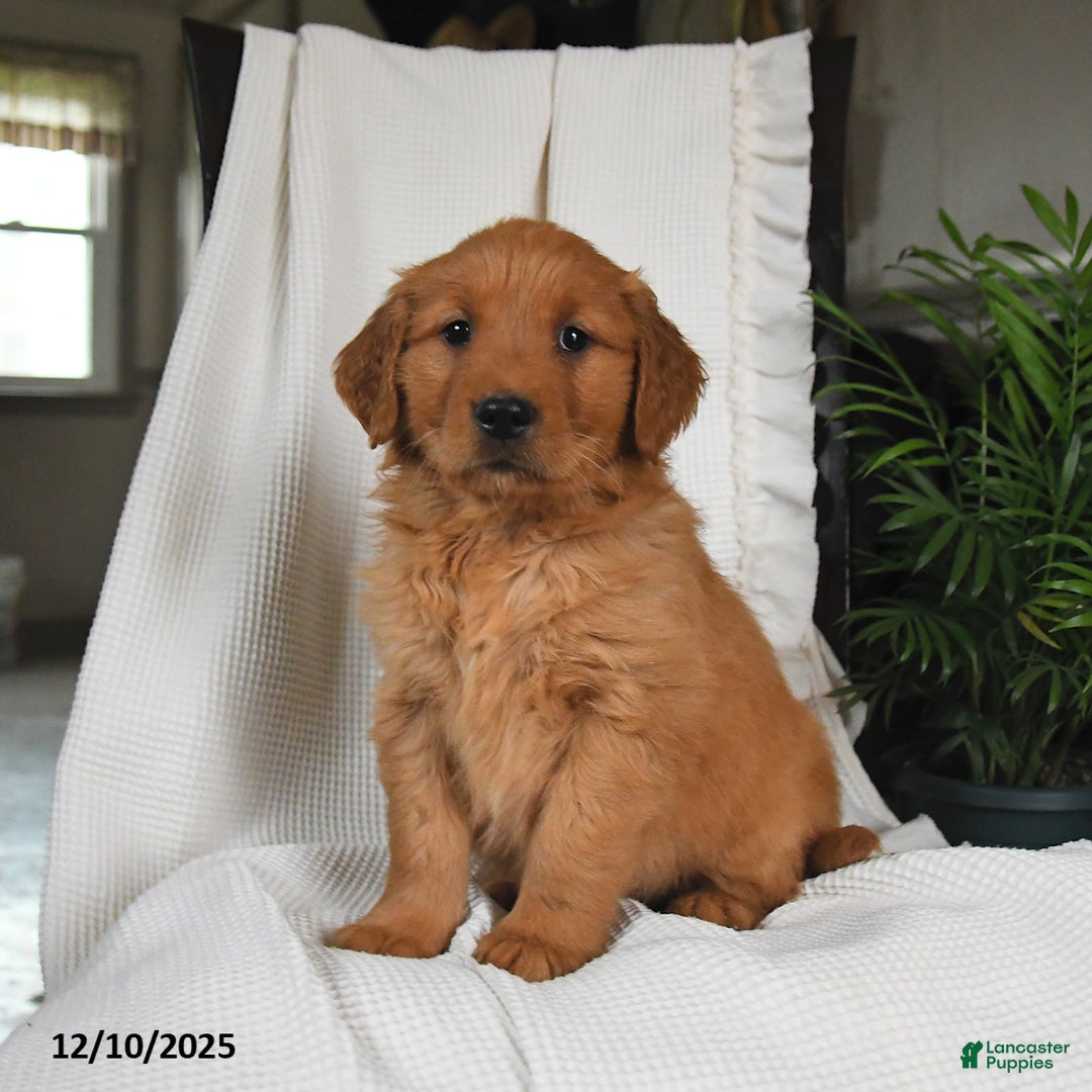 Golden Retriever dogs for sale: Raven - Ad 2