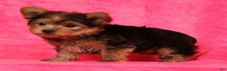Yorkshire Terrier dogs for sale: Teddy - Ad 6