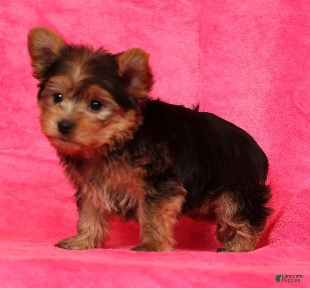 Yorkshire Terrier dogs for sale: Teddy - Ad 6