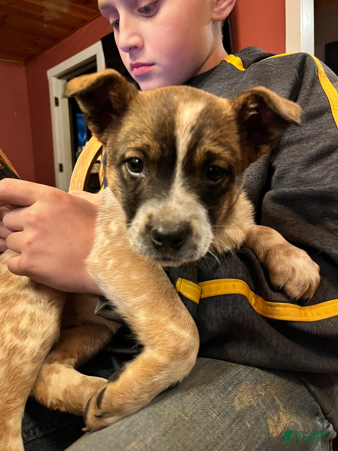 Australian Cattle Dog dogs for sale: Dolce - Ad 1