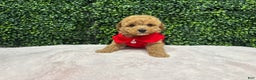 Toy Poodle dogs for sale: Edel - Ad 3